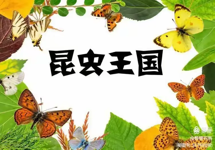 “昆虫王国”——洞口县鳌头幼儿园中班级部主题教学活动总结篇